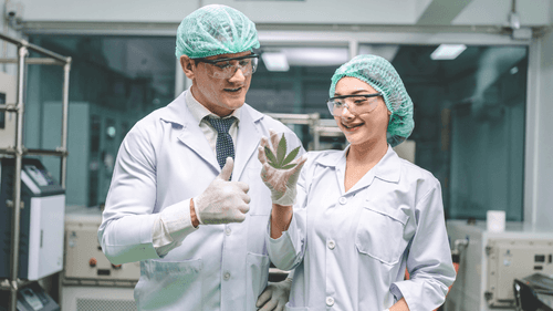 Composto personalizado de cannabis promete alívio da dor sem efeitos colaterais