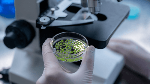 Estudo cria novo método genético para melhoramento do cânhamo