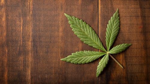 Los usuarios de marihuana podrían quedar excluidos de la nueva regla para recuperar el derecho al porte de armas en EE. UU., según el DOJ