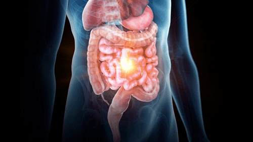 Sistema Endocanabinoide pode ser chave para tratar doenças gastrointestinais, aponta estudo de revisão