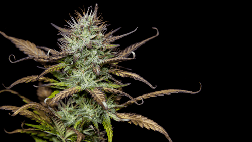 Estudo indica que terpenos de cannabis são retirados do pós-cirúrgico e de fibromialgia em camundongos