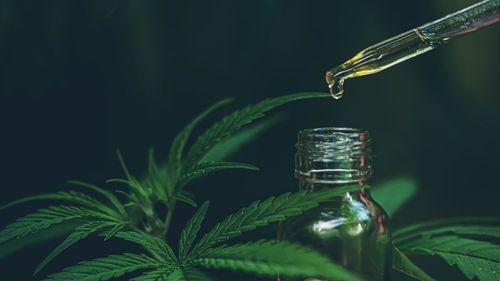 CBD and THC: differences, therapeutic uses, and legal landscape in Brazil