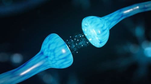 Receptor CB1 age contra obesidade, diabetes tipo 2 e sarcopenia ao melhorar hipertrofia muscular e saúde metabólica, evidencia nova revisão sistemática