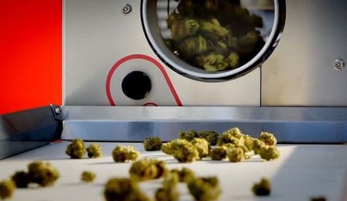 Empresa de máquinas revoluciona el postcosecha de cannabis con tecnología y consultoría especializada