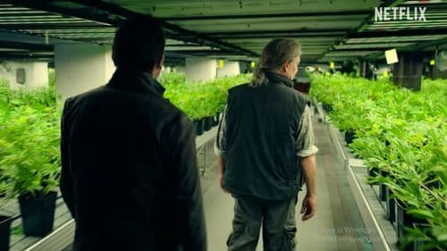 Imagem da noticia: Amsterdam Empire: new Netflix series delves into coffeeshops and cannabis legalization in the Netherlands