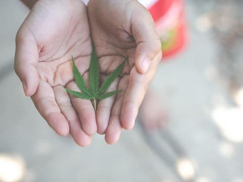 Iniciando uma jornada de tratamento com cannabis medicinal