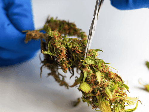 Instituto projeta ferramenta computacional para estudo genético da cannabis