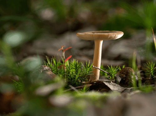 Interações entre CBD e psicodélicos: o que sabemos até agora?