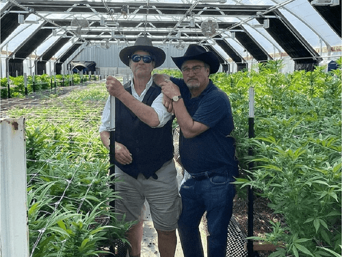 Jim Belushi: a jornada do cultivador de cannabis nos EUA