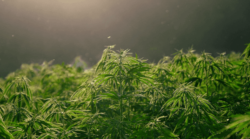 Medical Cannabis Fair em São Paulo destaca potencial do cânhamo para revolução agrícola e medicinal