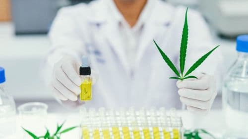 Imagem da noticia: Anvisa publica edital para reunir evidências científicas sobre cultivo de cannabis