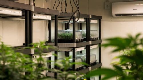 Comercialização de sementes e clones de cannabis psicoativa avança com novas licenças