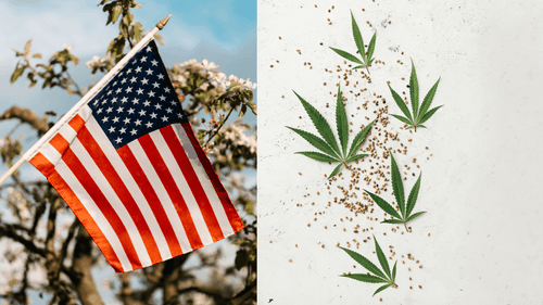 Majority of US population favors cannabis legalization, survey shows
