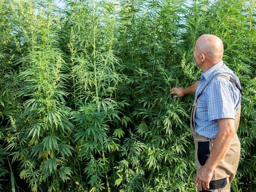 Lei agrícola dos EUA 2023: o lento ritmo que ameaça a recuperação da indústria do cânhamo