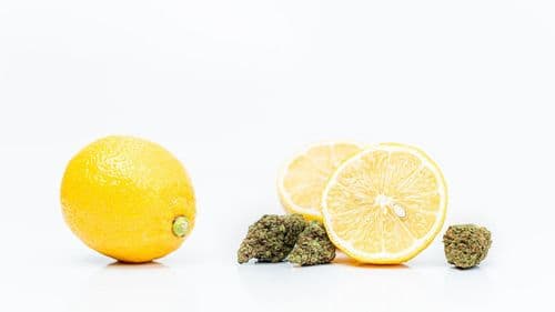 Limoneno: o terpeno cítrico com potencial terapêutico