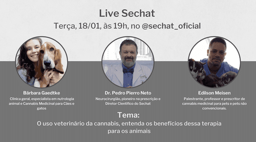 Live: o uso veterinário da cannabis, entenda os benefícios dessa terapia para os animais