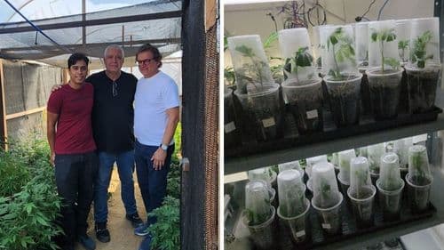 Ministério da Ciência busca parceria para ampliar produção de cannabis na Paraíba