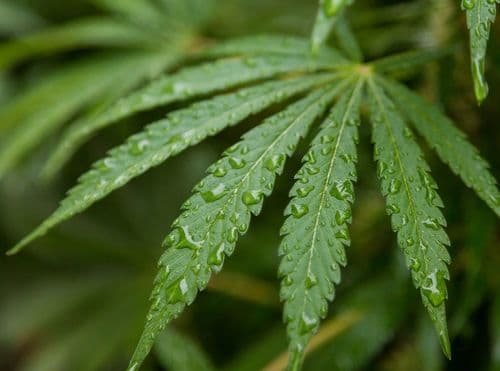 Maconha: será que estamos explorando seu potencial farmacêutico ao máximo?