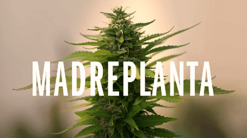 Madre planta: a luta das mães cultivadoras da Argentina e do Chile chega ao cinema