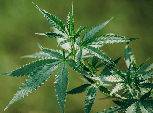 Malta diz não ao turismo de cannabis, à medida que são concedidas as primeiras licenças de produção