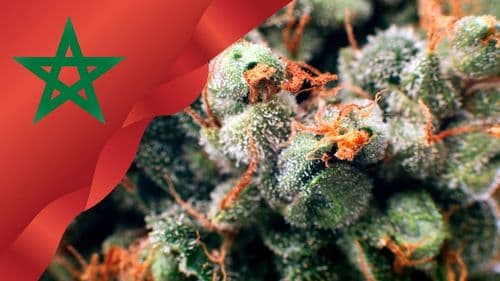 Imagem da noticia: Marrocos exporta primeiro medicamento de cannabis produzido no país para a África do Sul