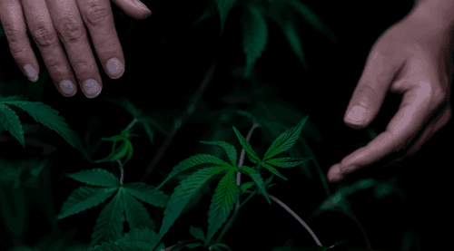 Medicina canabinoide: é preciso avaliar os impactos no bolso e na saúde dos pacientes, afirma Ladislau Porto