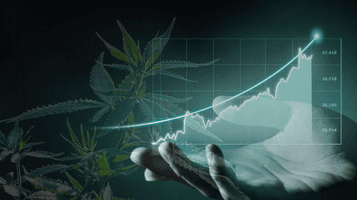 Mercado canábico pode gerar mais de 328 mil empregos em 4 anos no Brasil