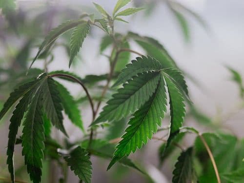 Mitos e verdades sobre cannabis medicinal e recreativa