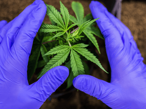 Estudo busca melhorar processos de extração e controle de qualidade dos fitocanabinoides