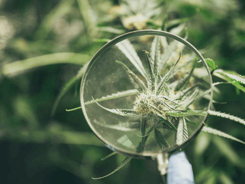 A potência da Cannabis medicinal no sertão Nordestino