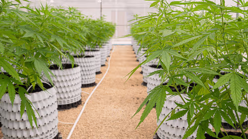 Legalização da cannabis no Havaí pode gerar até US$ 95 milhões mensais