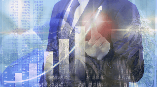 Negócios canábicos: enquanto muitos investidores colhem ovos de ouro, outros dão voo de galinha