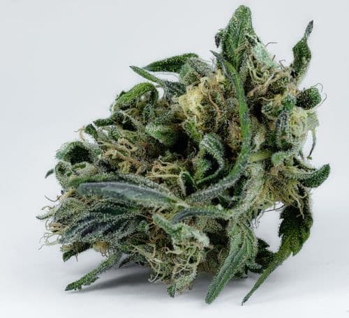 Níveis elevados de metais tóxicos na maconha: um alerta para a saúde