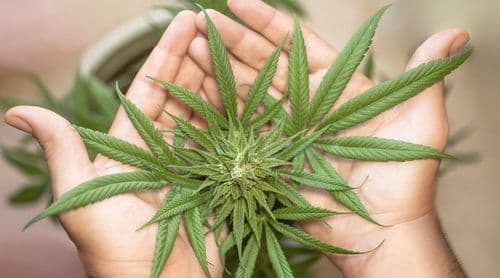 Novo estudo rebate teoria da “síndrome amotivacional” da cannabis