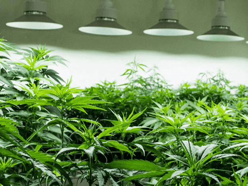 The Current Scenario of Habeas Corpus for Cannabis Cultivation in Brazil