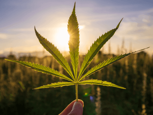 O cânhamo é o caminho para a autonomia nacional na produção de canabinoides, diz pesquisadora