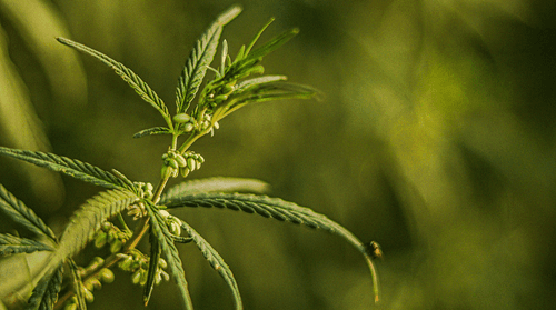 O cânhamo pode ser capaz de solucionar as dificuldades do mundo?
