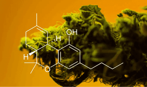 O que é THCA e quais são seus benefícios?