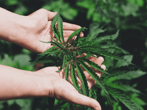 França estabelece autorização para uso de cannabis medicinal a partir de 2025