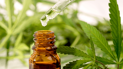 Um ano após sanção, lei da cannabis medicinal em Salvador ainda não saiu do papel