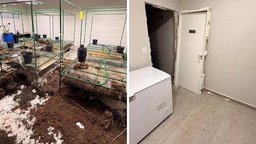 Imagem da noticia: Cultivo, apreensão e controvérsia: os bastidores da operação na associação Santa Gaia