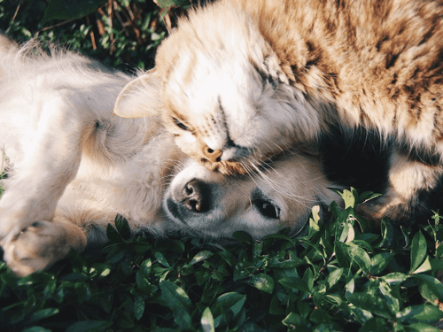 Os mecanismos da sinalização retrógrada de THC e CBD para alívio da dor crônica em animais