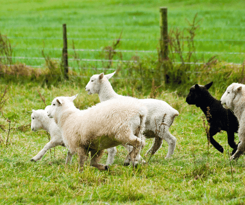 Sheep 'Jump' After Consuming Cannabis Crop: Understand What Happened After the Storm in Greece