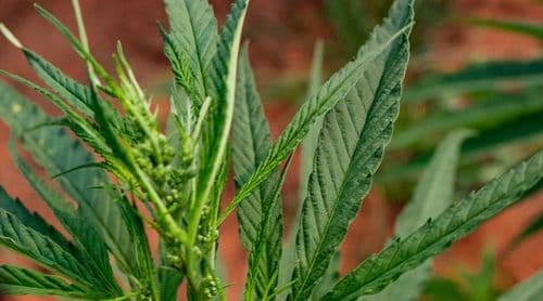 Paraguai é destaque em primeiro evento da cannabis organizado pela ONU