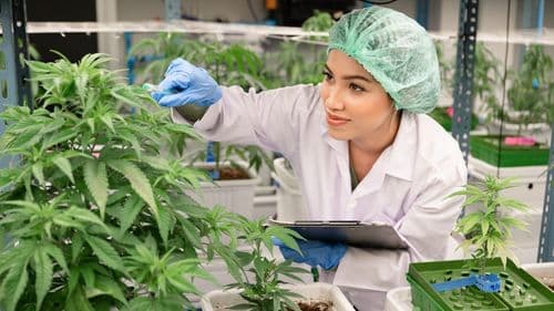 Anvisa propõe regras rígidas para cultivo de cannabis destinado à pesquisa no Brasil