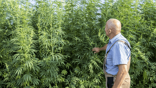 Pesquisadores argentinos testam novas variedades de cânhamo