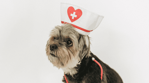 Pesquisadores brasileiros querem entender a relação da cannabis com o uso veterinário