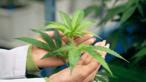 Imagem da noticia: ¿Por qué la investigación sobre cannabis sigue siendo un desafío en Brasil? Investigadores de la Unesp responden
