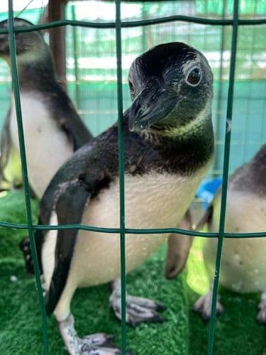 Pretinho, o pinguim que renasceu com amor, acupuntura e cannabis medicinal. Veja o vídeo