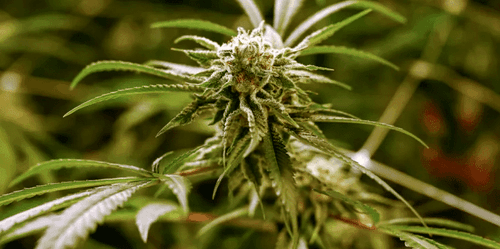 Players de cannabis medicinal em Nova Iorque batalham por espaço no mercado recreativo